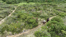 Ecuador-Highlands Riding Tours-Cloudforest & Crater Ride